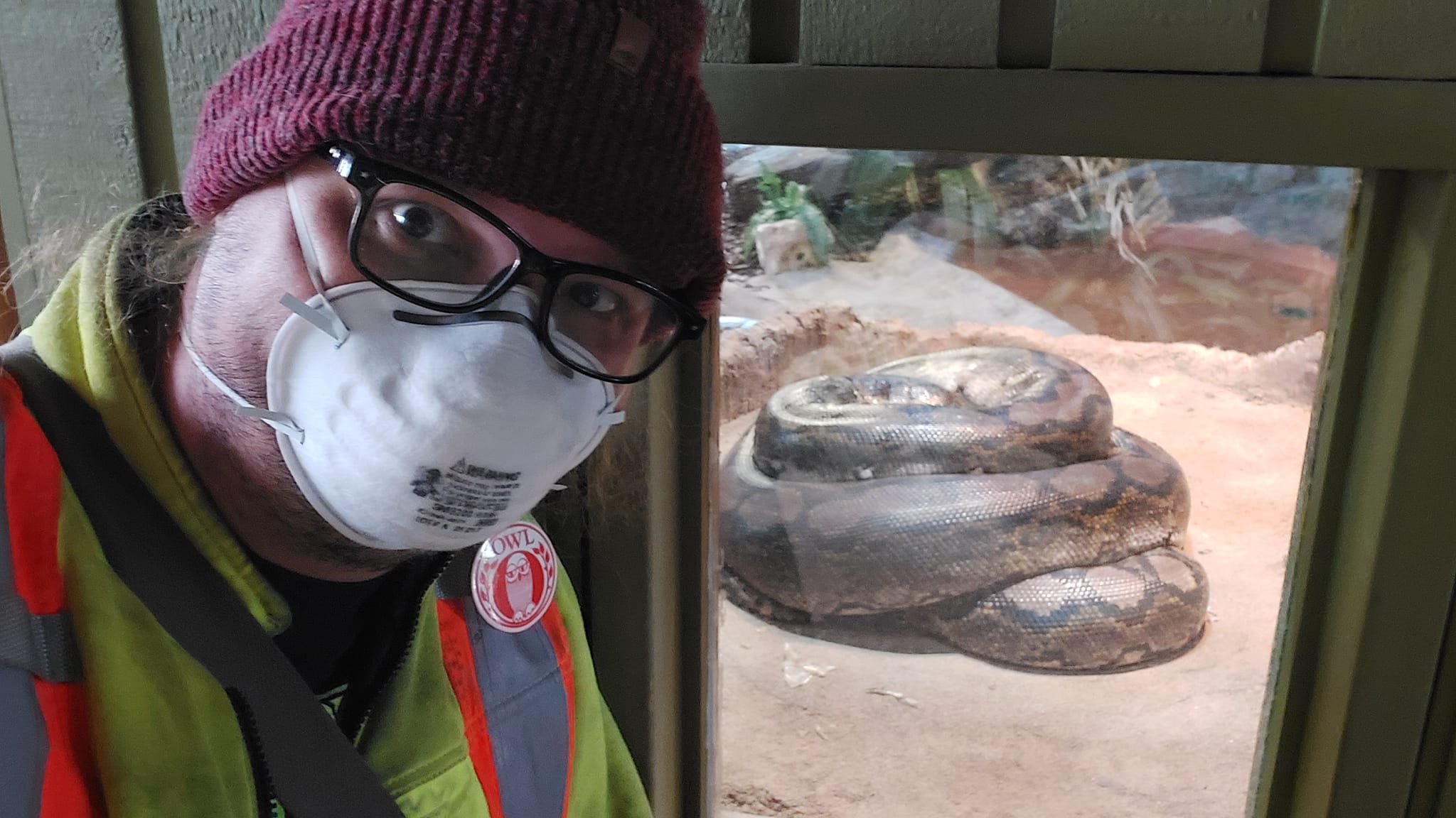 A man wearing a red toque, a high visibility winter coat and an N95 mask is in front of a window with a large constrictor snake coiled behind it